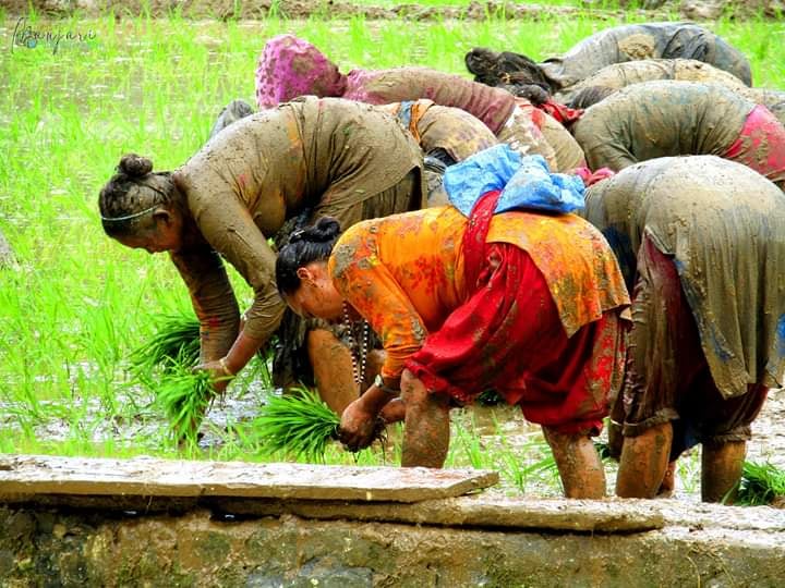 कोरोना र सलहको सास्ती, ३ वर्षभित्र धानमा निर्भर हुने लक्ष्य